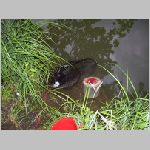 Majdalena 25.6.2008 -42.JPG